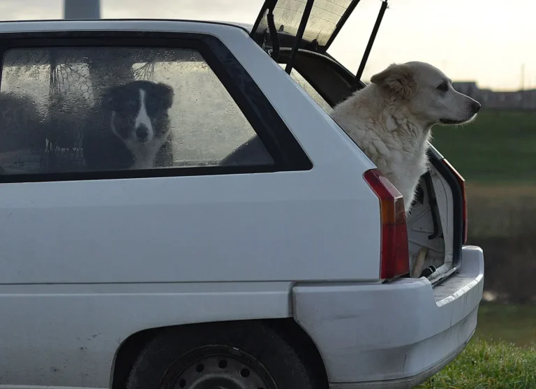 Large Dog Breed Sit On The Car Trunk